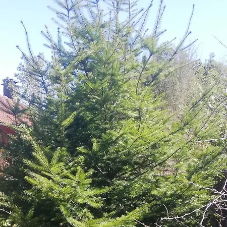 Pico Pedras * Santana (Madeira)