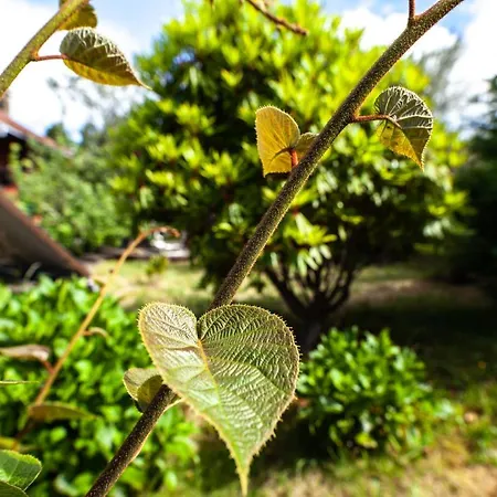 Pico Pedras Santana (Madeira)
