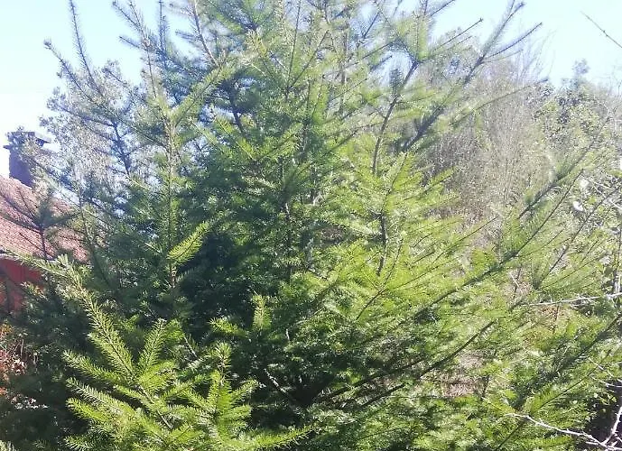 Pico Pedras * Santana (Madeira)