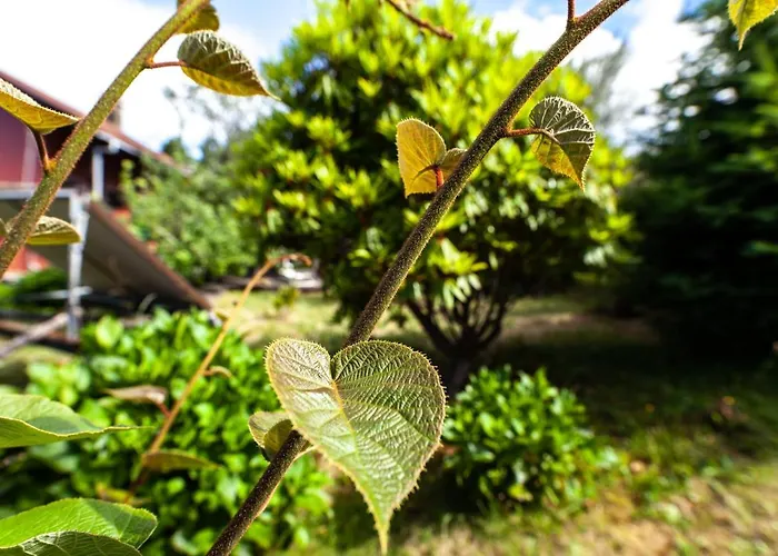 Pico Pedras Santana (Madeira)